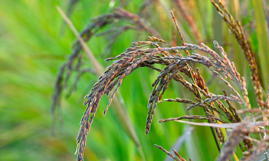 benefits of sprouting grains, black rice, sprouted black rice, whole food, antioxidant, anthocyanin, amino acids, healthy, health food, nutritional supplement, thailand, rice, chiang mai, bangkok, protein, fiber, nutrition, fitness, gluten free