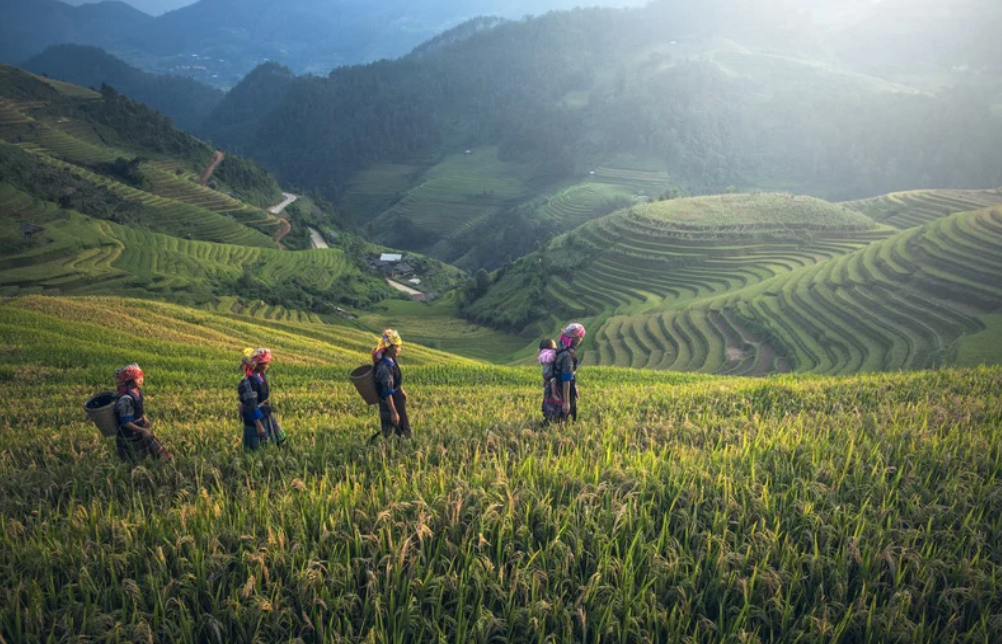 Thailand, Chiang Mair, Chiang Rai, black rice, sprouted black rice, sprouted black rice powder, rice, farmer, rice farmer, black rice farmer, high quality, high quality rice, superior, superior quality, finest, finest quality